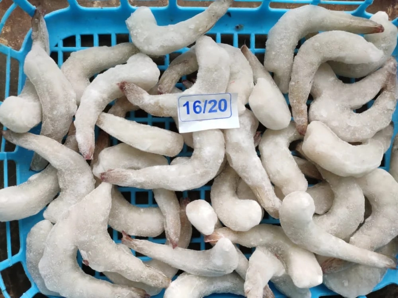 Frozen Vannamei PUD 16/20(T/ON) Prawns